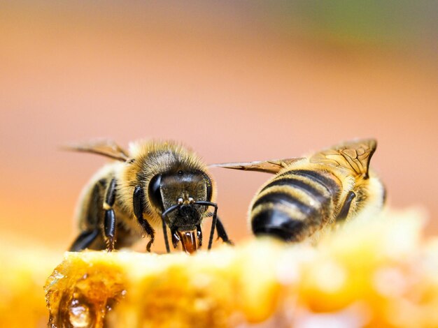 Photo close-up of bee on honeycomb