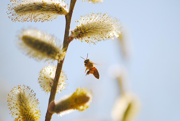 Close-up of bee hovering by pussy willow