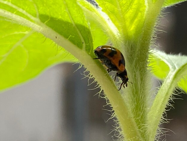 Close-up of bee on leaf