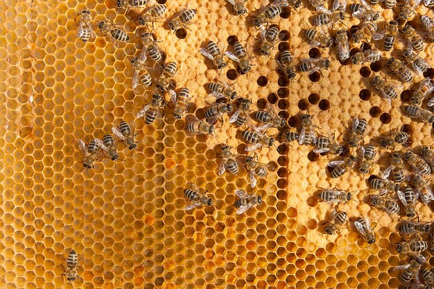 Close-up of bee on leaf