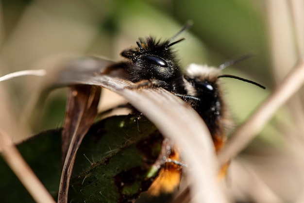 Photo close-up of bee on leaf