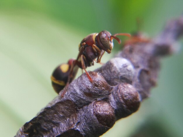 Close-up of bee on leaf