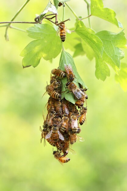 Close-up of bee on leaf