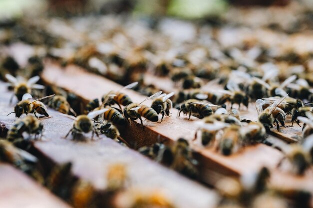 Foto prossimo piano di un'ape sulla foglia