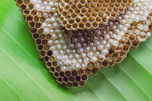 Foto prossimo piano di un'ape sulla foglia