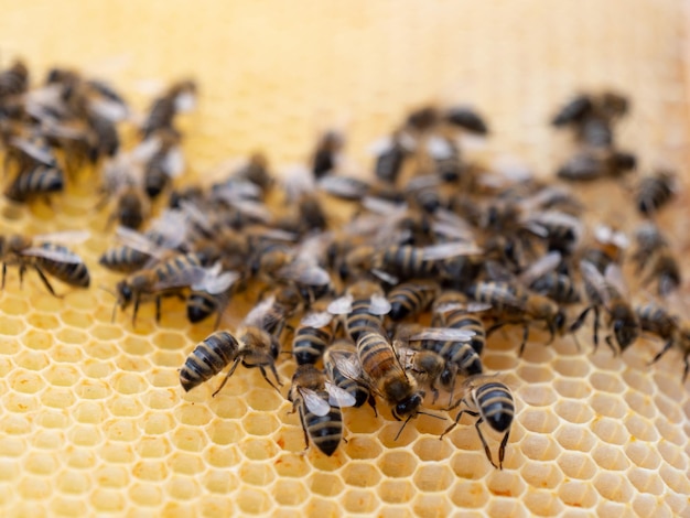 Close-up of bee on leaf