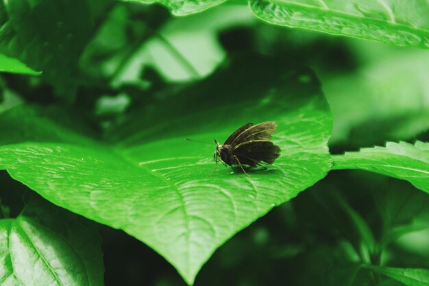 Close-up of bee on leaf