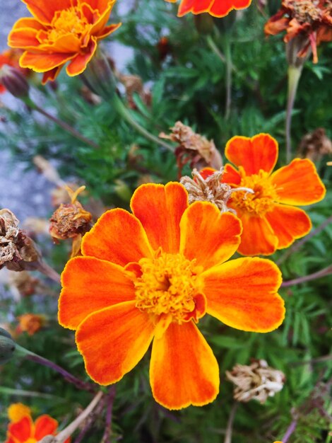 Close-up of bee on marigold blooming outdoors