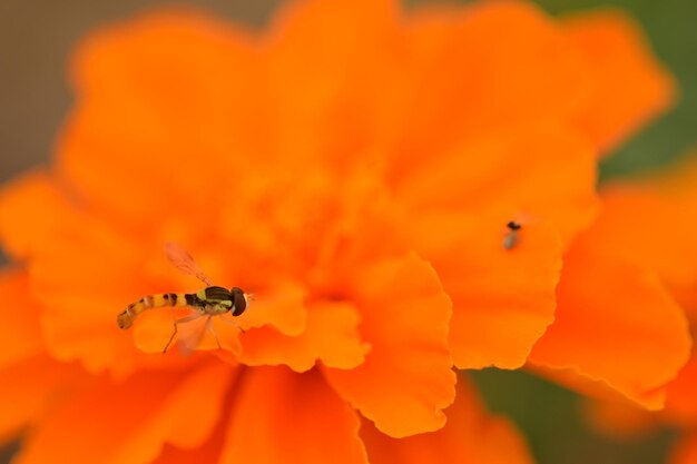 Close-up of bee on orange flower