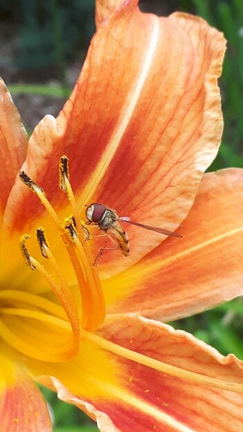 Close-up of bee on orange flower