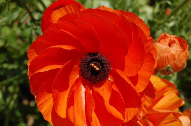 Close-up of bee on orange poppy