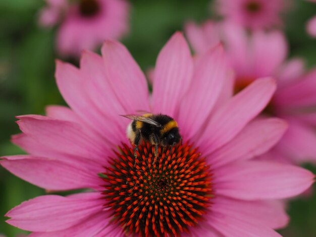 Photo close-up of bee on pink coneflower