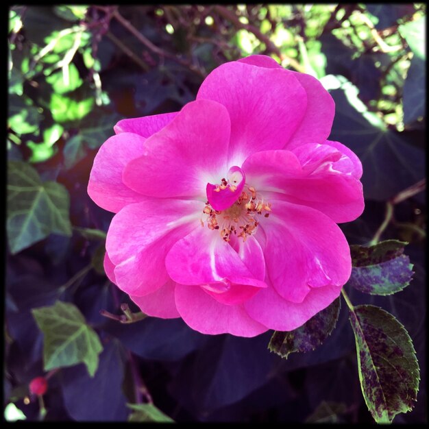 Close-up of bee on pink flower blooming outdoors