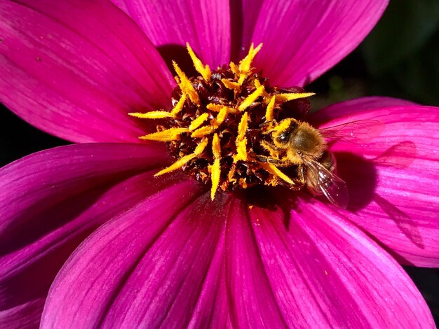 Close-up of bee on pink flower blooming outdoors