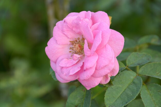 Foto close-up di un'ape su un fiore rosa che fiorisce all'aperto