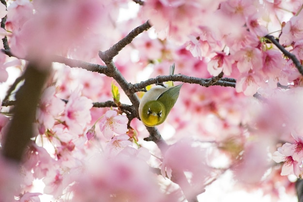 Close-up of bee on pink flower tree