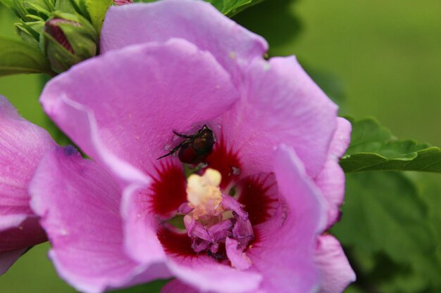 ピンクの花の上にあるミツバチのクローズアップ