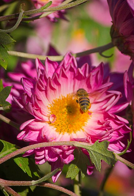 Close-up of bee on pink flower