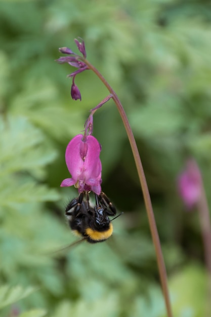 Close-up of bee on pink flower