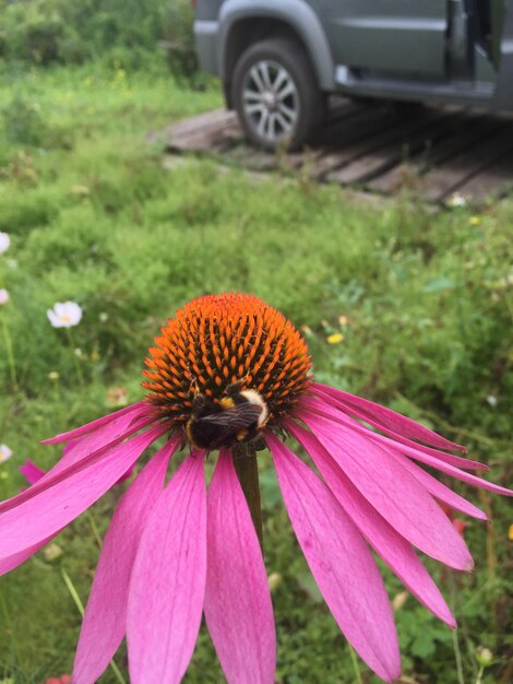 Photo close-up of bee on pink flower