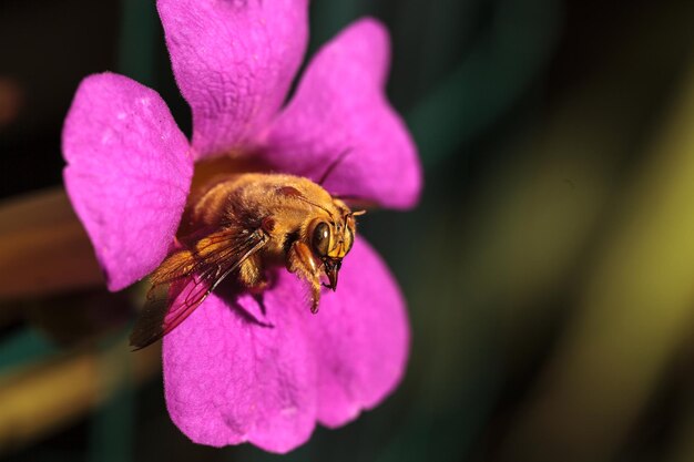 Close-up of bee on pink flower