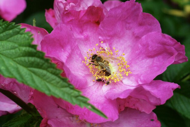 Close-up of bee on pink flower