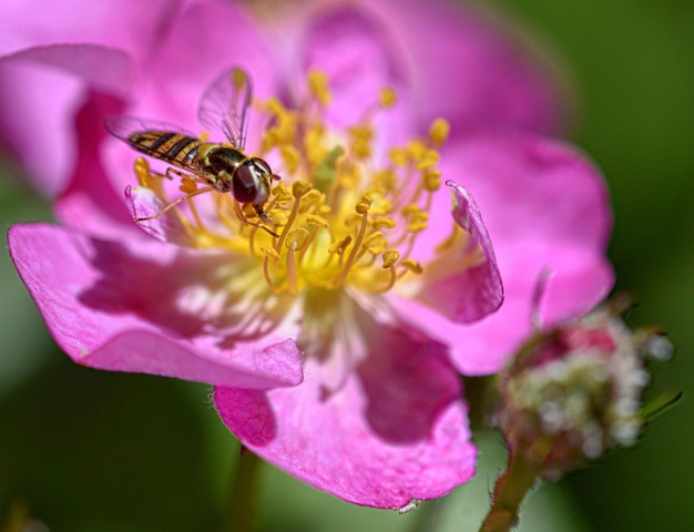 ピンクの花の上にあるミツバチのクローズアップ