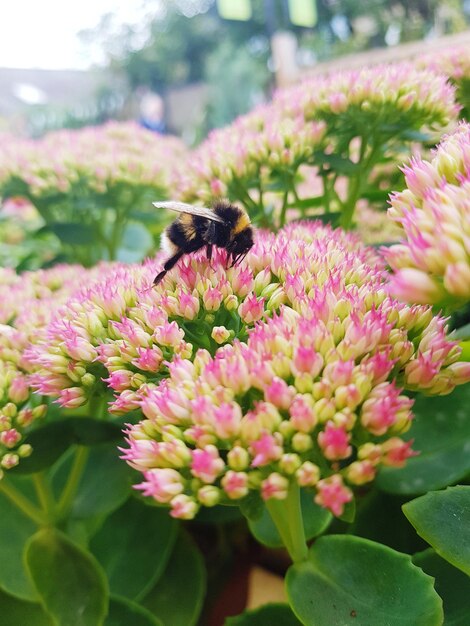 Close-up of bee on pink flowers