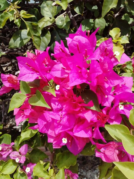 Close-up of bee on pink flowers