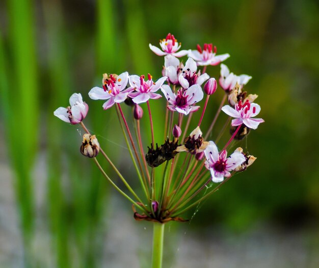 Photo close-up of bee on pink flowers