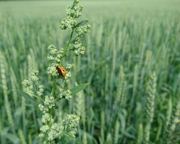 Close-up of bee on plant at field