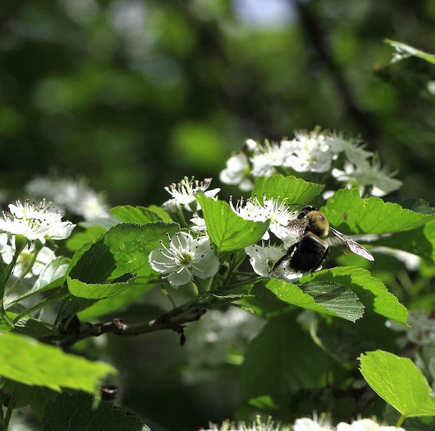 Photo close-up of bee on plant