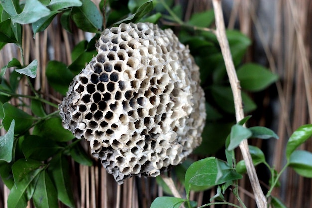 Close-up of bee on plant