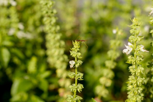 Close-up of bee on plant