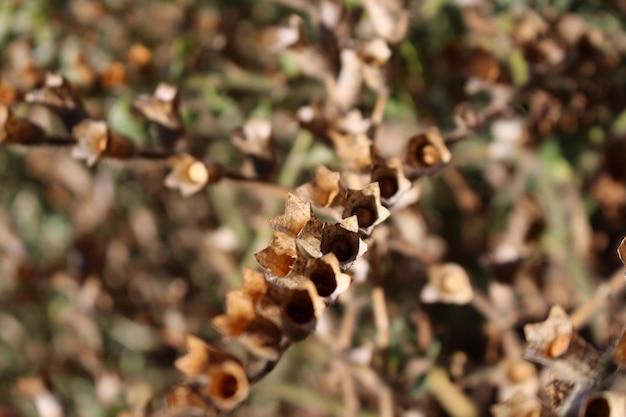 Photo close-up of bee on plant