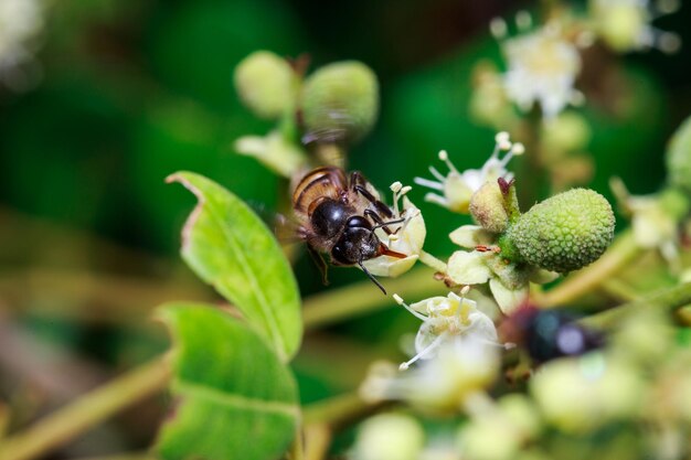 Close-up of bee on plant