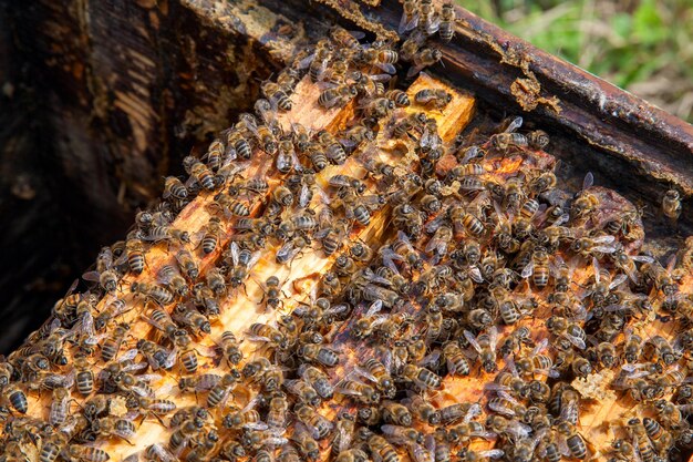 Foto prossimo piano di un'ape su una pianta