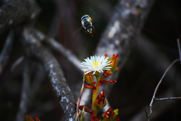 Photo close-up of a bee on a plant