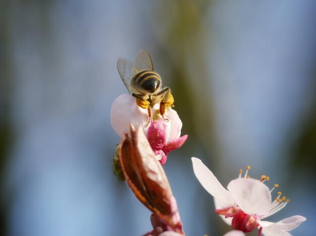 Photo close-up of bee pollinating on blossoms