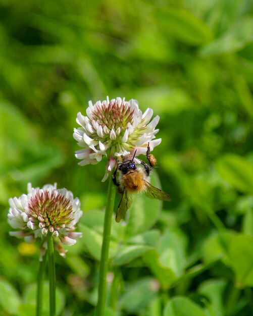 Close-up of bee pollinating on clover carder bee