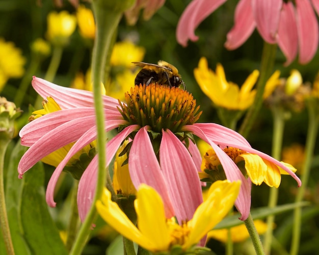 Photo close-up of bee pollinating on coral coneflower