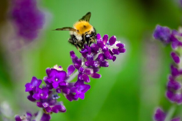 Close-up of bee pollinating on flower