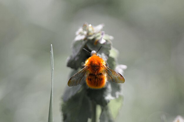 Foto close-up di un'ape che impollina un fiore