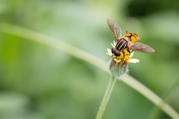 Close-up of bee pollinating on flower