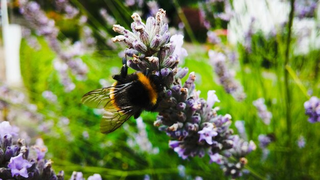 Close-up of bee pollinating on flower