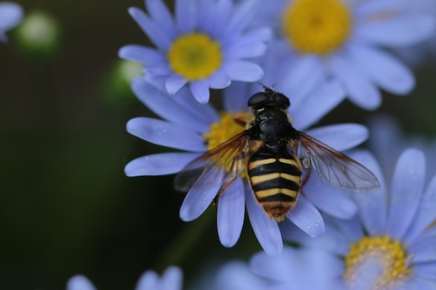 Close-up of bee pollinating on flower