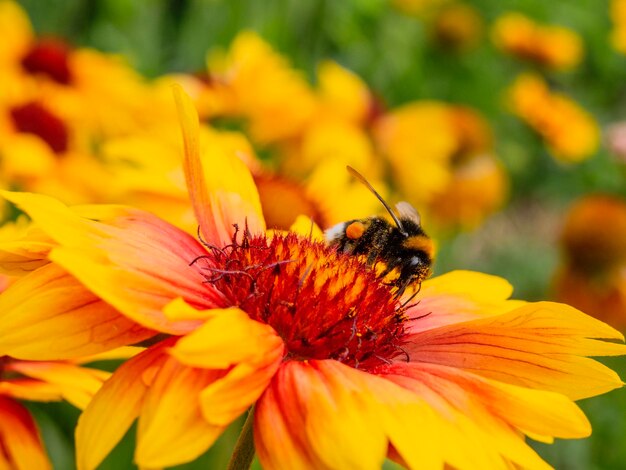 Close-up of bee pollinating on flower