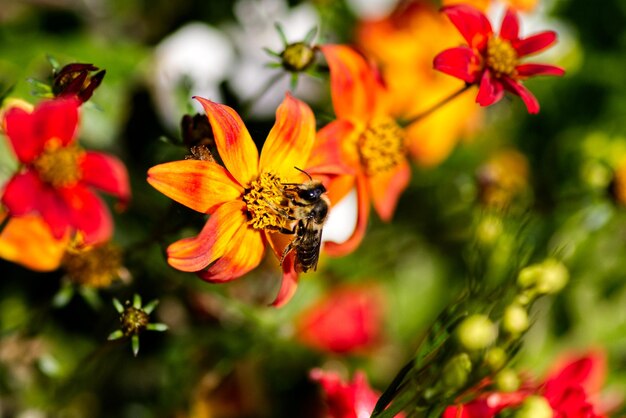 Photo close-up of bee pollinating on flower