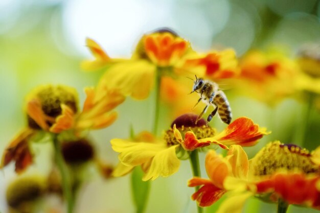 Close-up of bee pollinating on flower