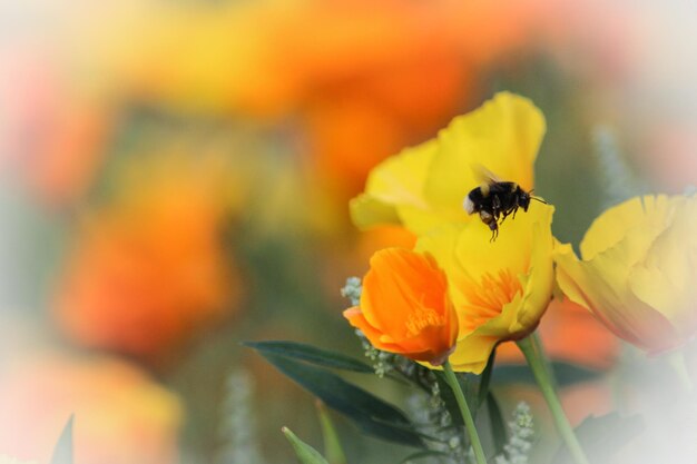 Foto close-up di un'ape che impollina un fiore